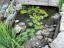 Lilly Pond at Kernan Healing Garden